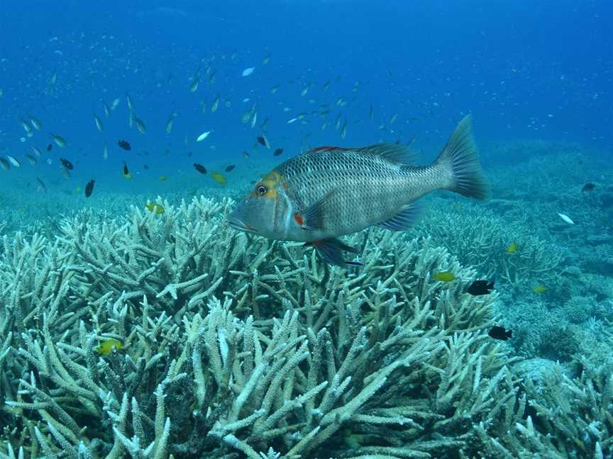 Pams Point, Heron Island, QLD