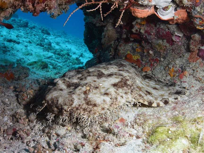 Wistari Wall, Heron Island, QLD