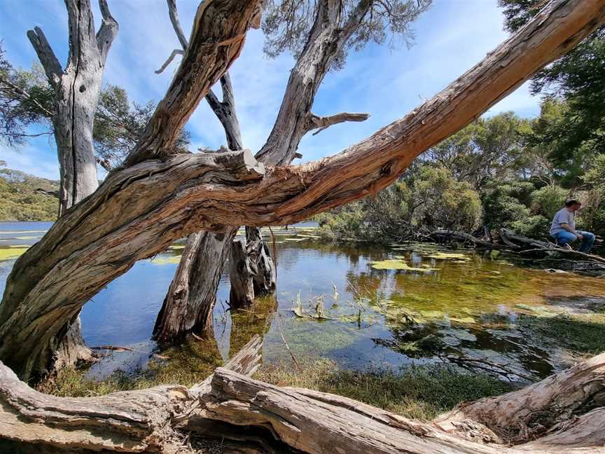 Lashmar Conservation Park, Penneshaw, SA