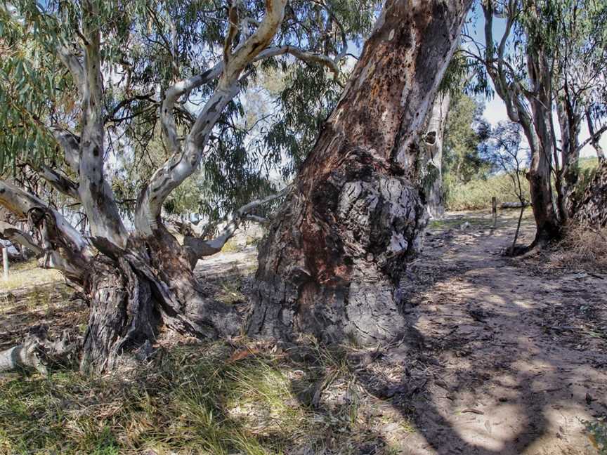 Yanga Lake Red Gum Bird Hide, Yanga, NSW