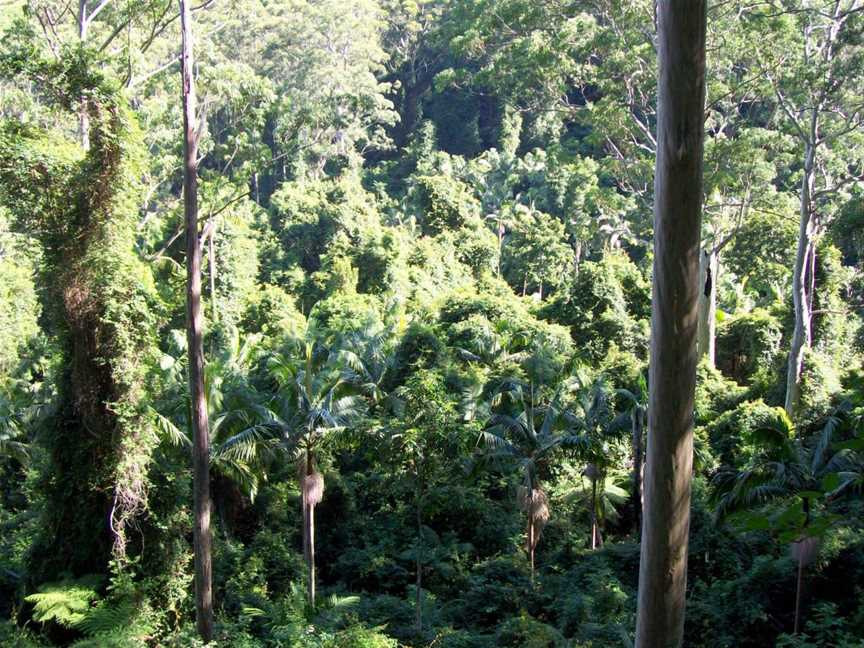 Jilliby State Conservation Area, Jilliby, NSW