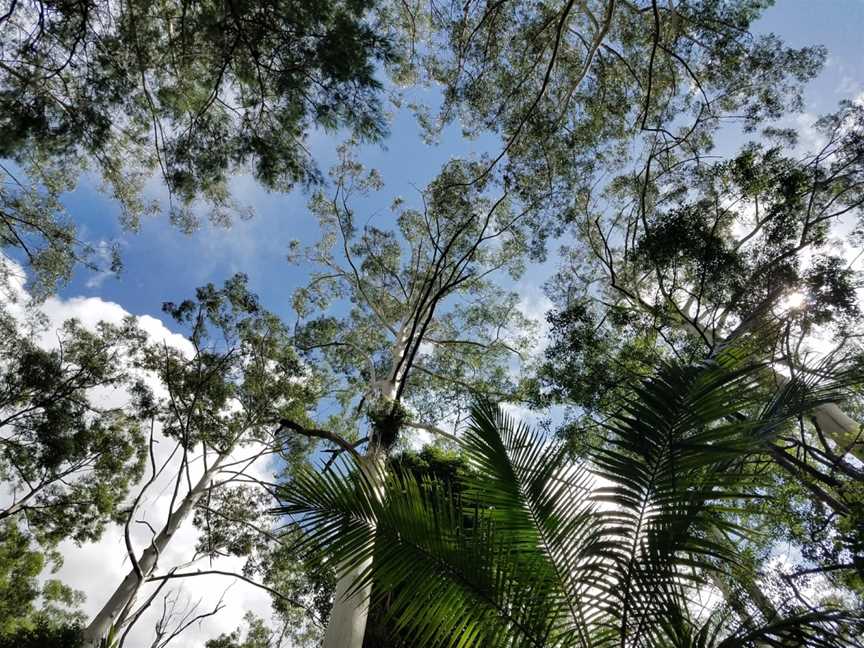 Ulidarra National Park, Karangi, NSW