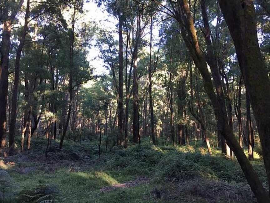 Stringybark Historical Reserve, Archerton, VIC