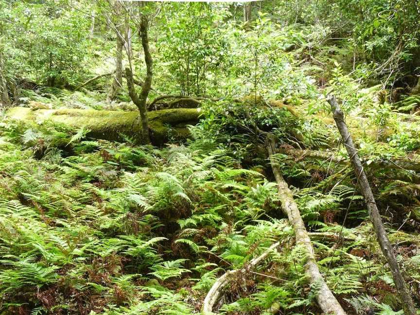 Box Cutting Rainforest Walk, Kianga, NSW