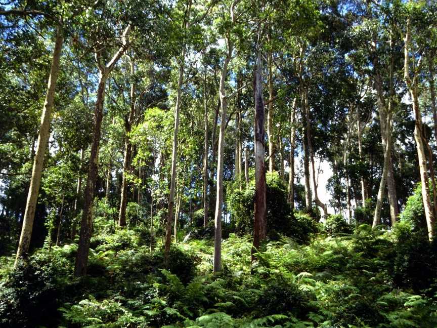 Box Cutting Rainforest Walk, Kianga, NSW