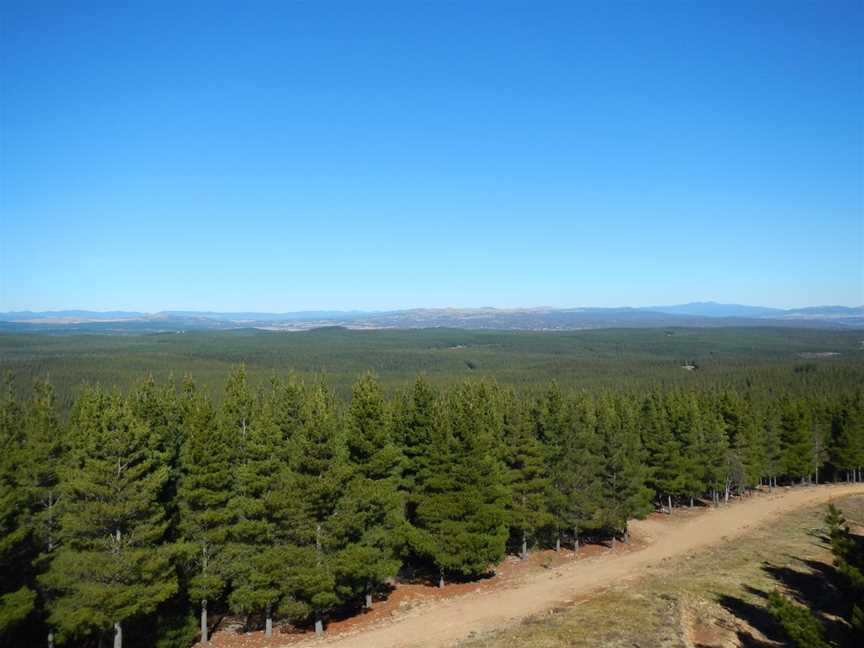 Kowen Pine Forest, Kowen, ACT