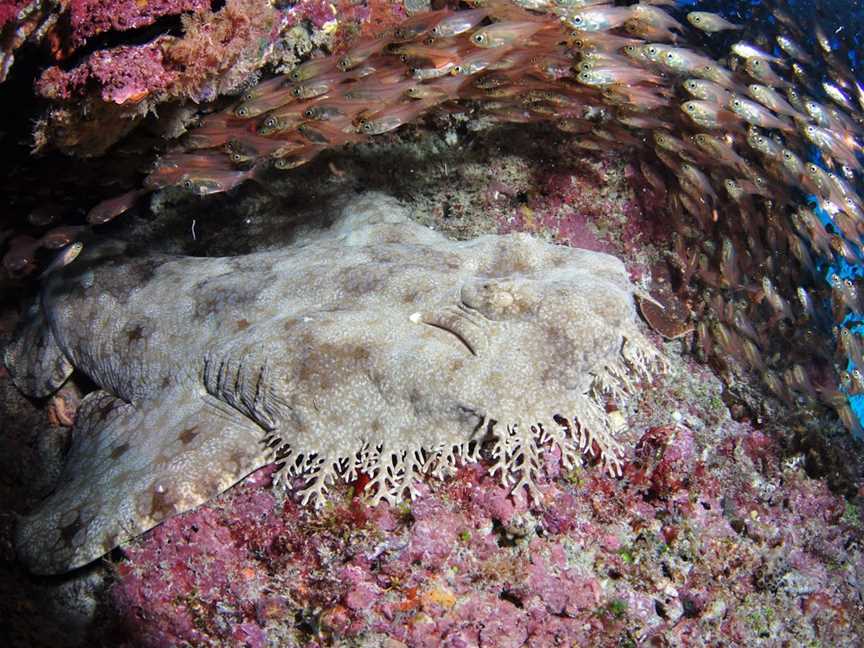 Anchor Bommie Dive Site, Lady Elliot Island, QLD