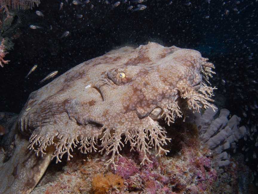 Musgrave Dropoff, Lady Musgrave Island, QLD