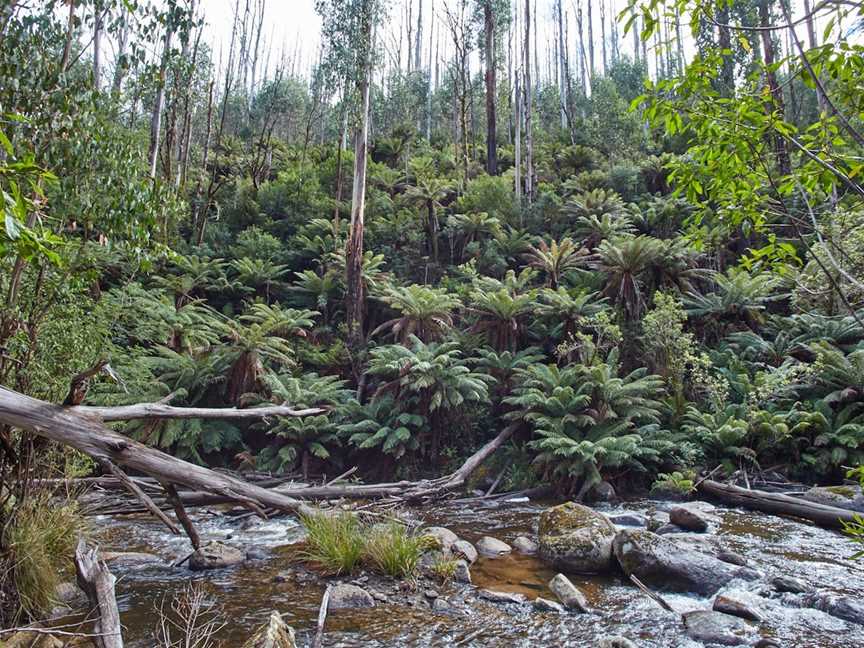 Keppel Falls Walk, Marysville, VIC