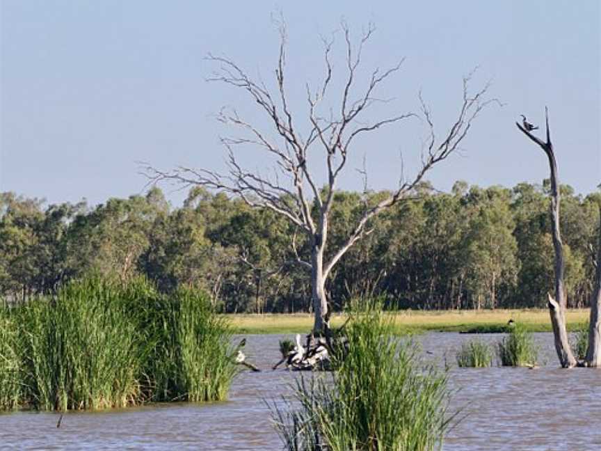 Macquarie Marshes Nature Reserve, Macquarie Marshes, NSW