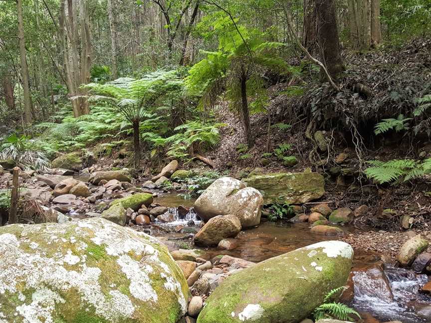 Macquarie Pass National Park, Macquarie Pass, NSW