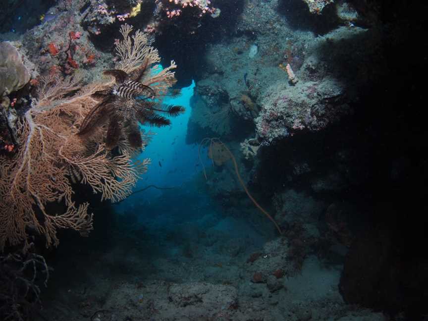 Luncheon Bay Dive Site, Hook Island, QLD