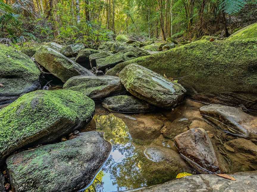 Strickland State Forest, Niagara Park, NSW