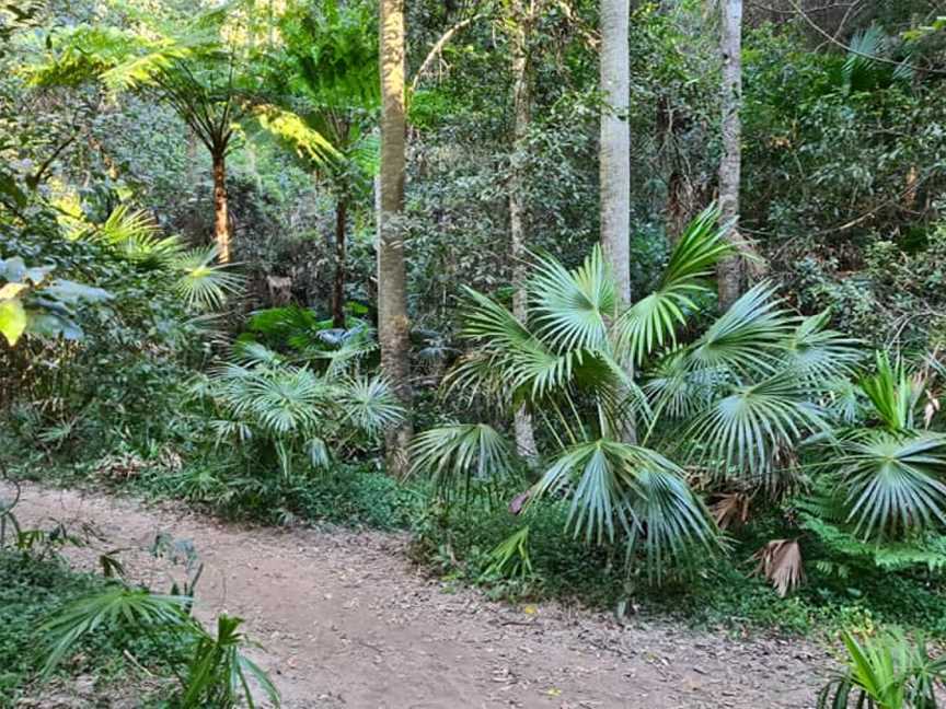 Strickland State Forest, Niagara Park, NSW