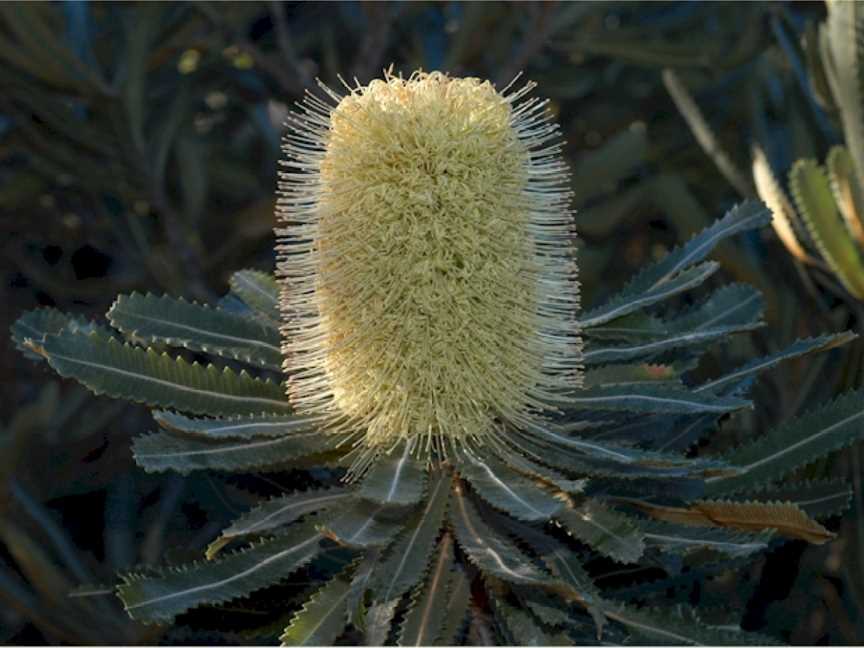 Joseph Banks Native Plants Reserve, Kareela, NSW