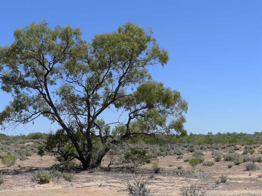 Kinchega National Park, Menindee, NSW