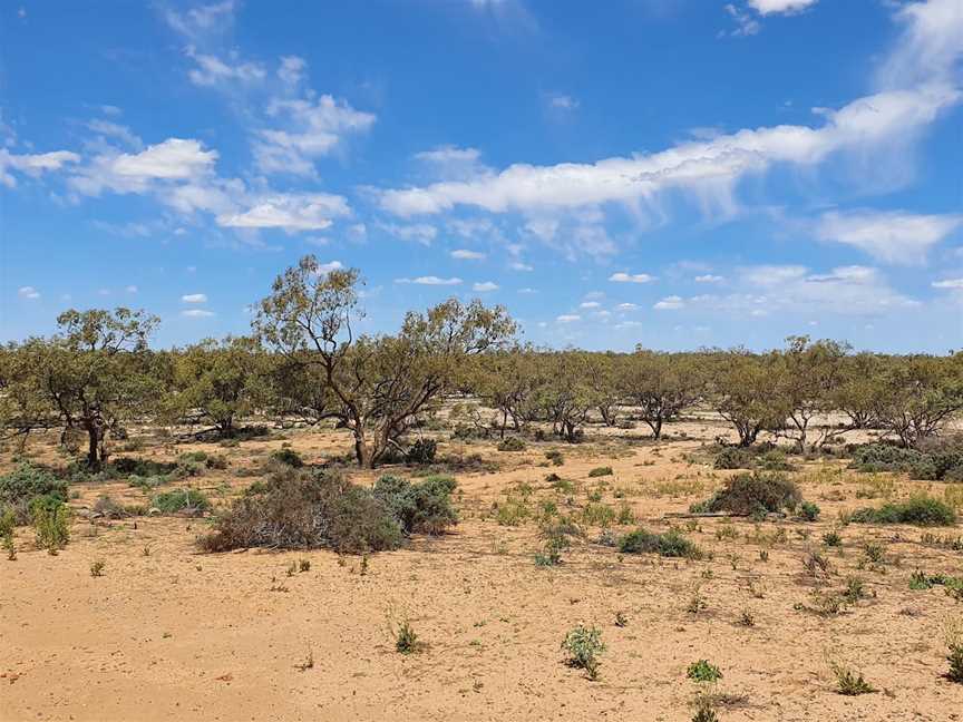 Kinchega National Park, Menindee, NSW