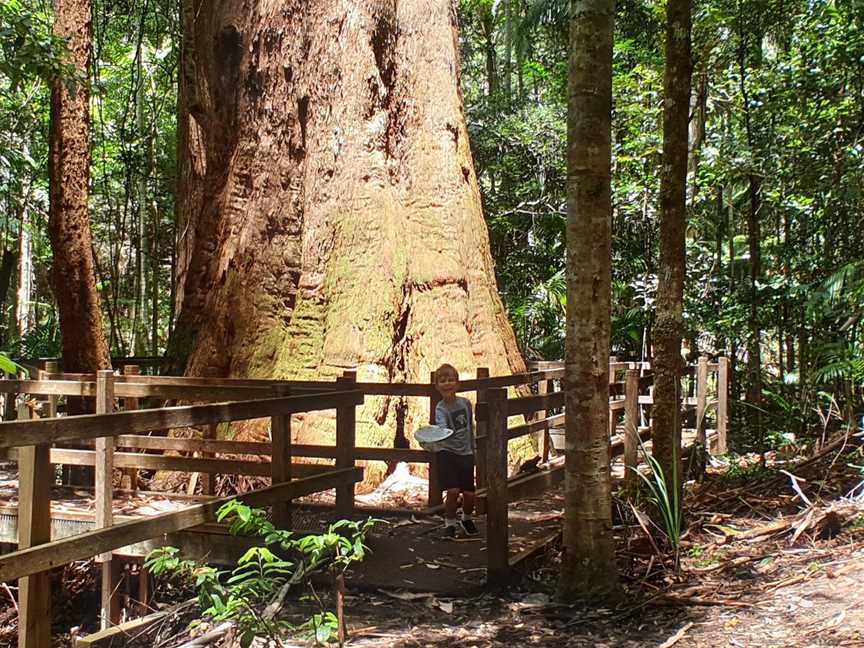 Middle Brother National Park, Middle Brother, NSW