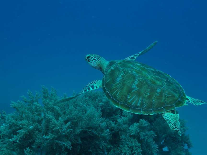 Three Sisters Dive Site, Cairns City, QLD