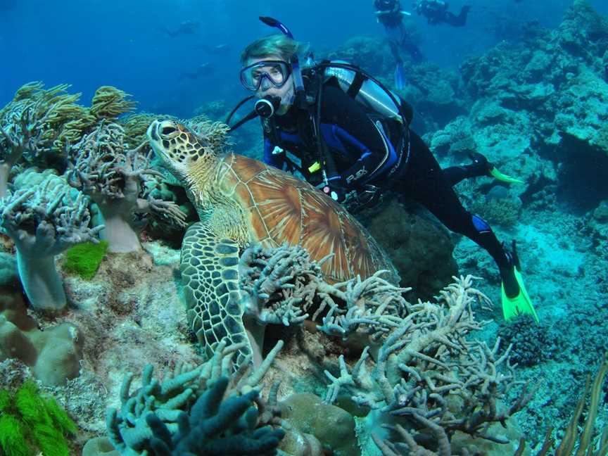 The Oasis Dive Site, Cairns City, QLD