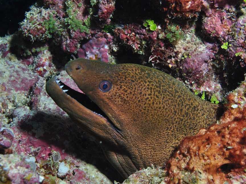 The Oasis Dive Site, Cairns City, QLD