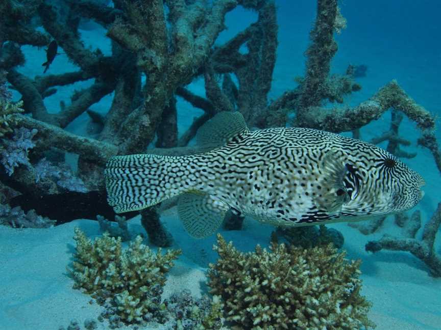 Beaver Reef Dive Site, Mission Beach, QLD