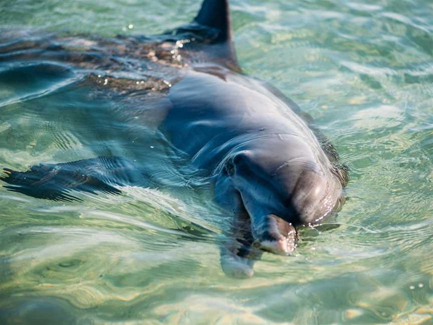 Dolphins of Monkey Mia, Denham, WA