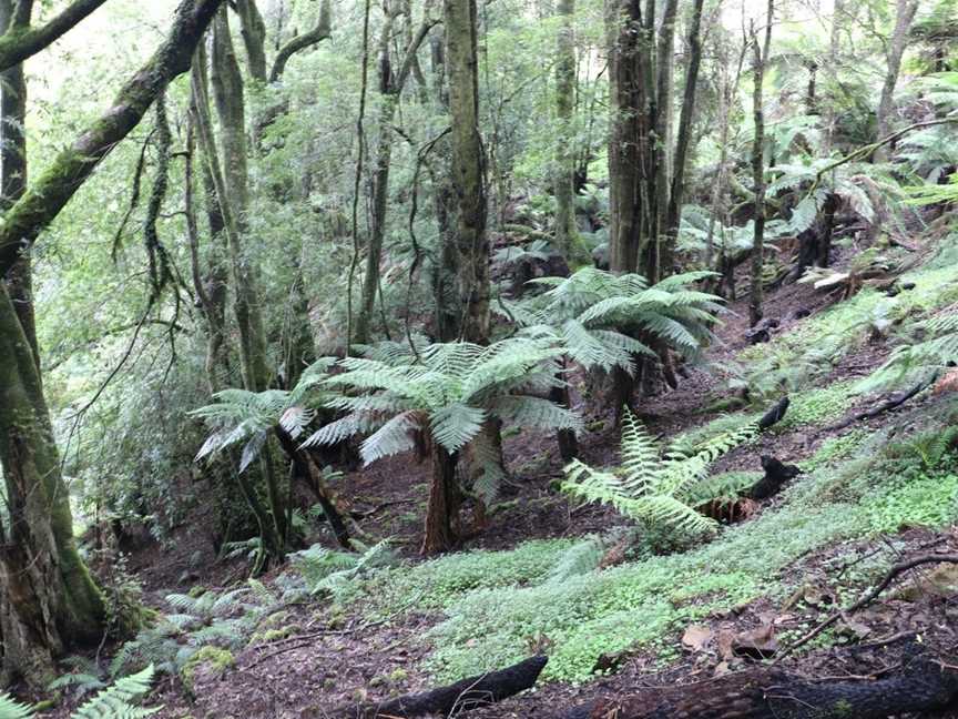 Monga National Park, Monga, NSW