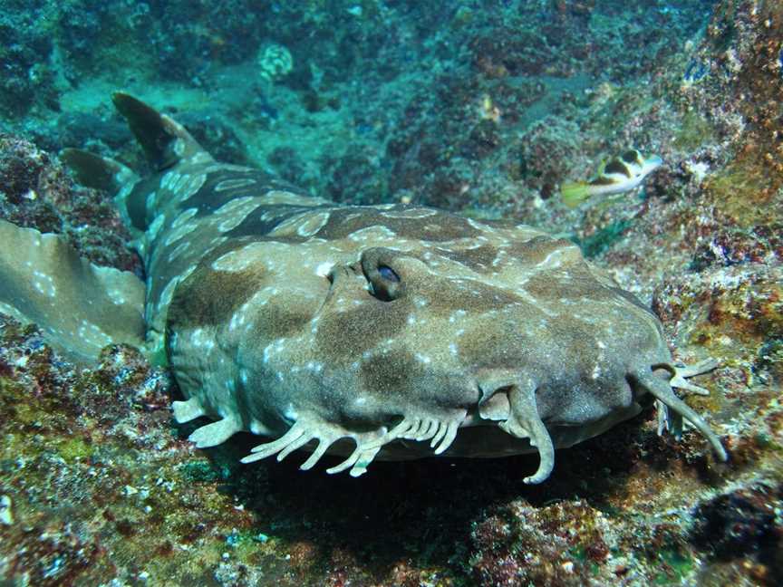 Henderson Rock Dive Site, Moreton Island, QLD