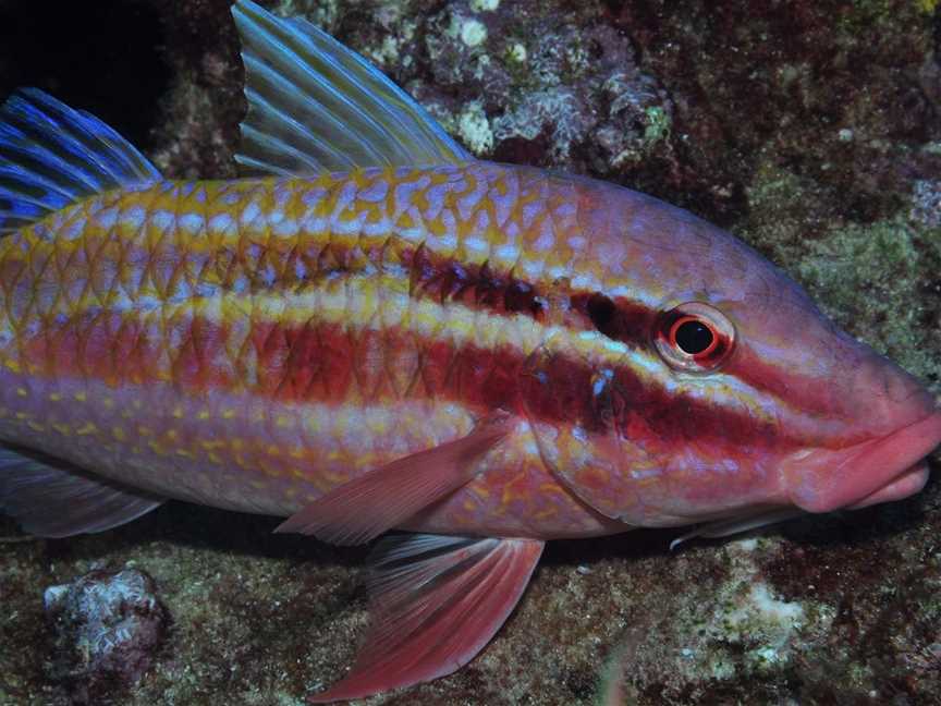 Roberts Shoal Dive Site, Moreton Island, QLD