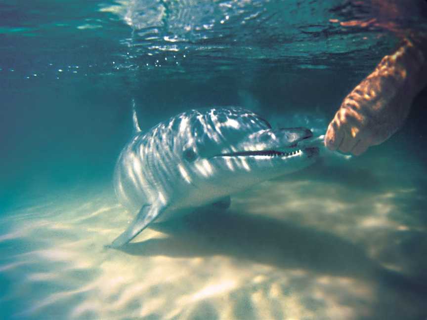 Tangalooma Wild Dolphin Feeding, Moreton Island, QLD