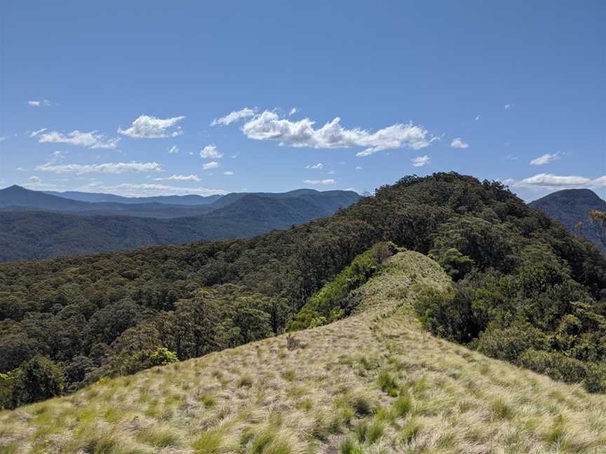 Mount Royal National Park, Mount Royal, NSW