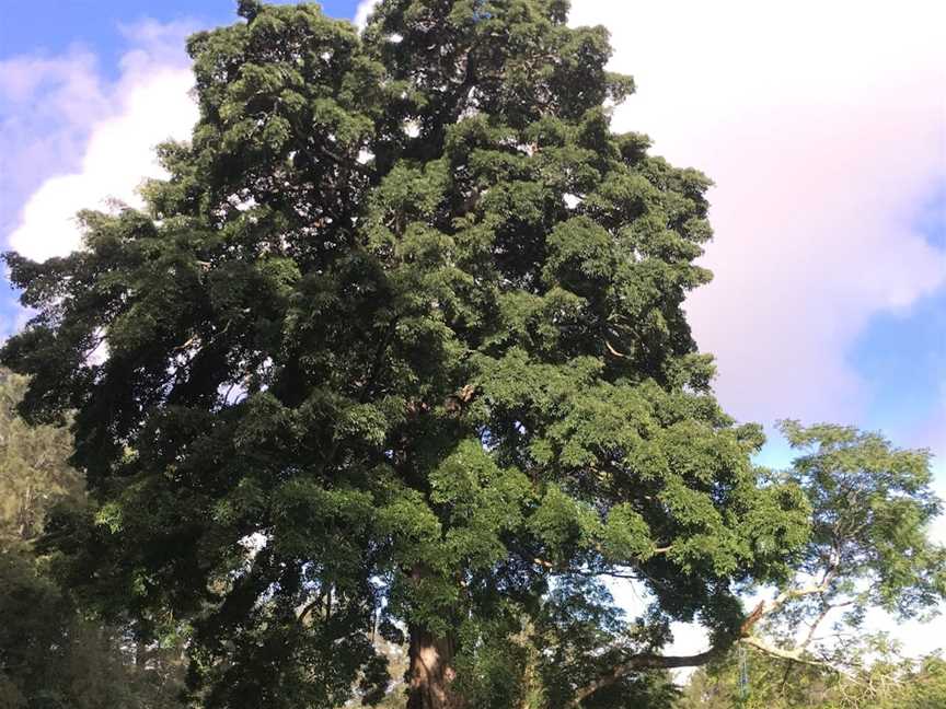 Big Fig Tree, Berry, NSW