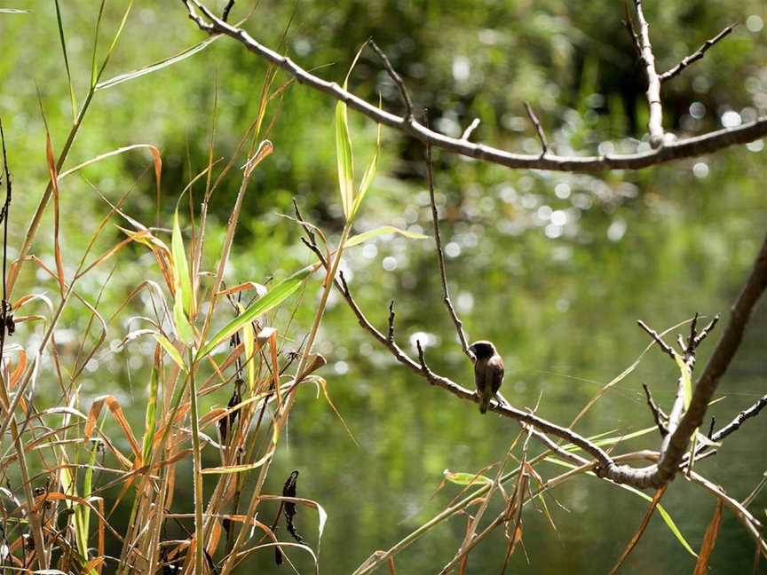 Tucki Tucki Nature Reserve, Tucki Tucki, NSW