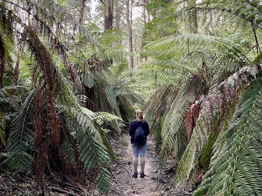 Myrtle Gully Circuit, Toolangi, VIC