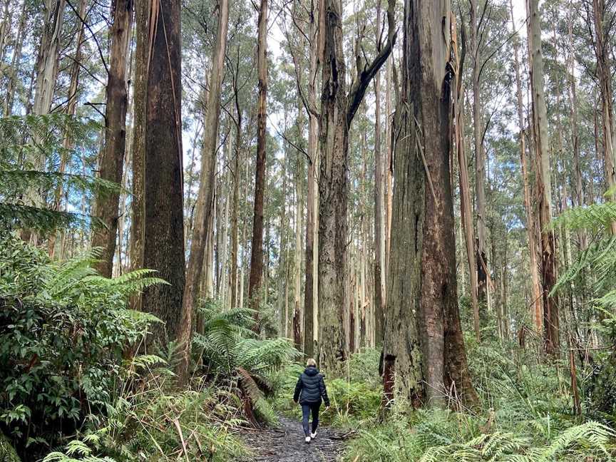 Myrtle Gully Circuit, Toolangi, VIC