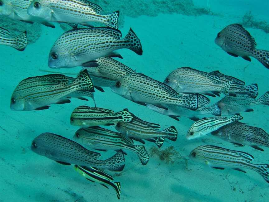 The Seaway Dive Site, Southport, QLD