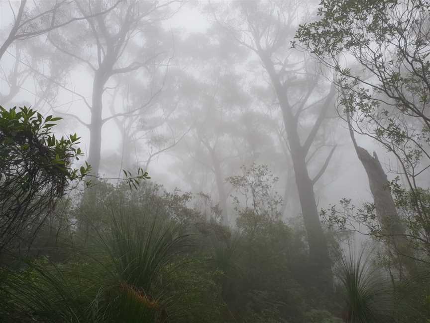 Corn Trail Walking Track, Buckenbowra, NSW