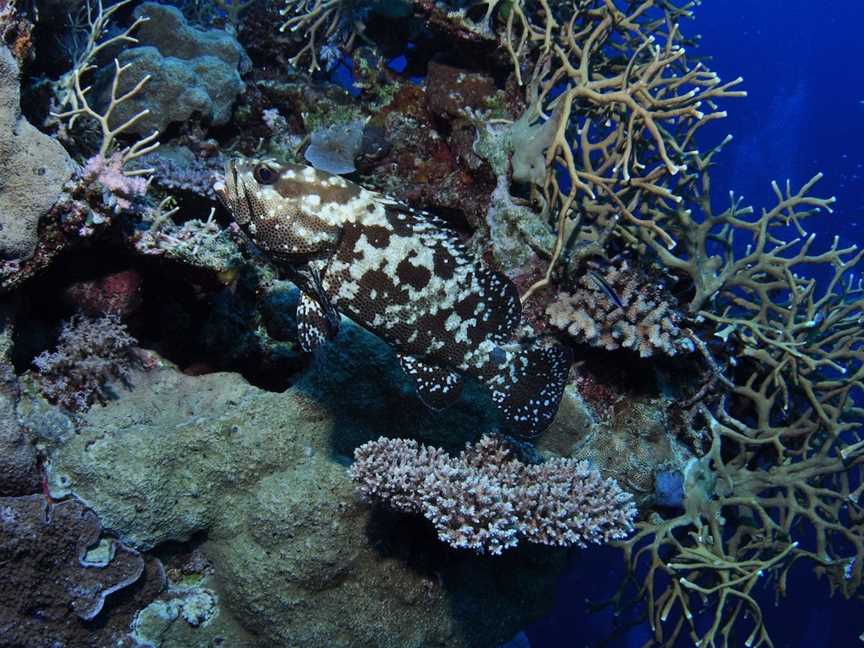 Silver City Dive Site, Cairns City, QLD