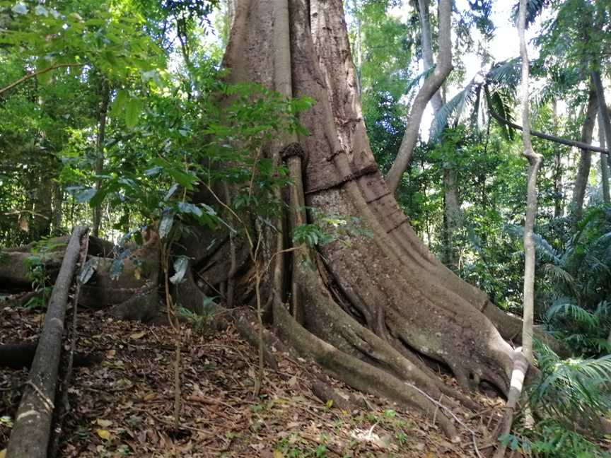 The Palms National Park, Cooyar, QLD