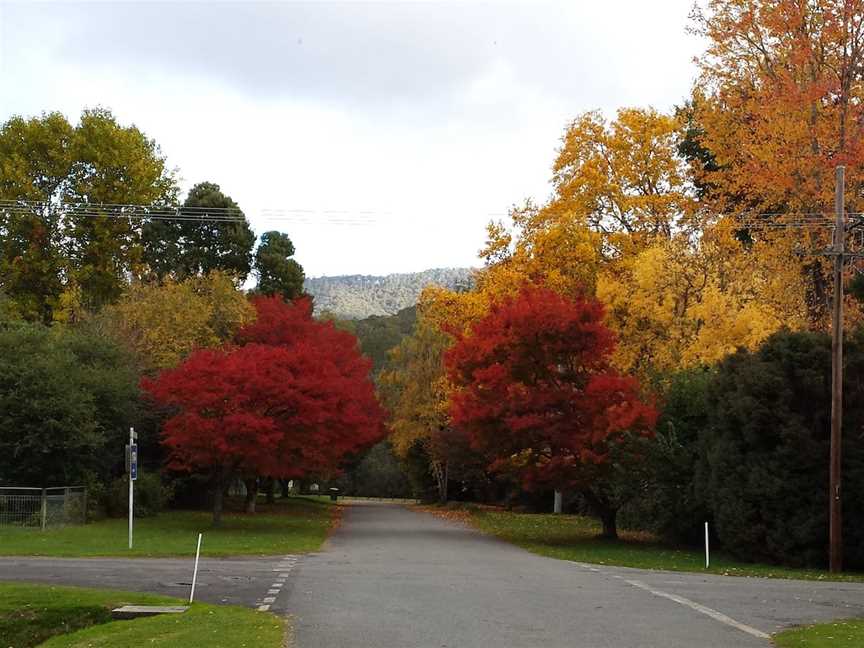 Jamieson Significant Trees, Jamieson, VIC