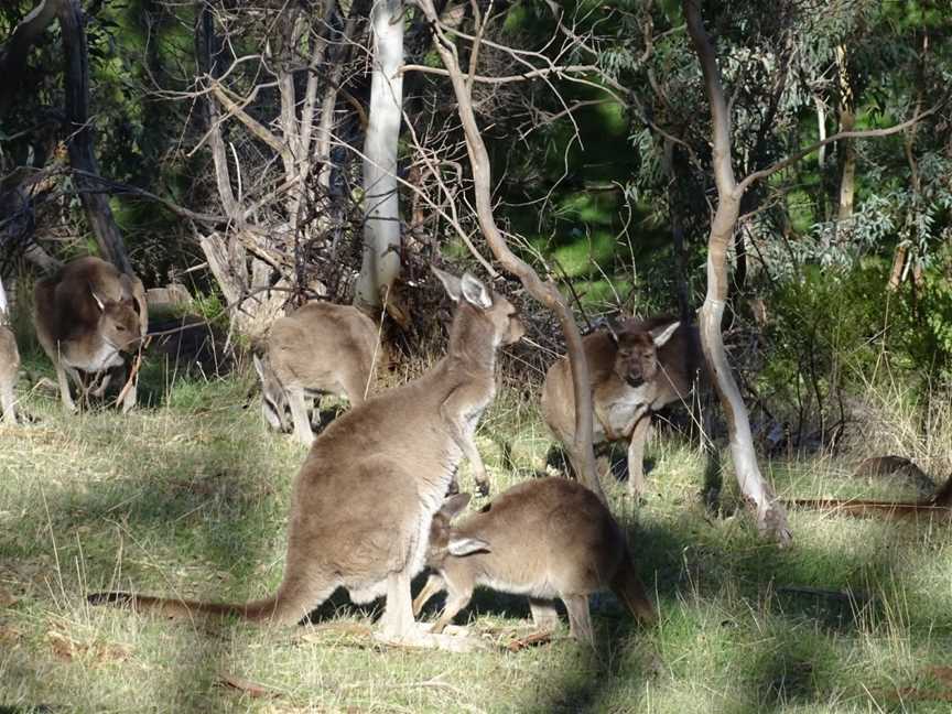 Anstey Hill Recreation Park, Adelaide, SA