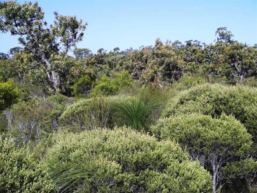 Pine Ridge Conservation Park, Runaway Bay, QLD