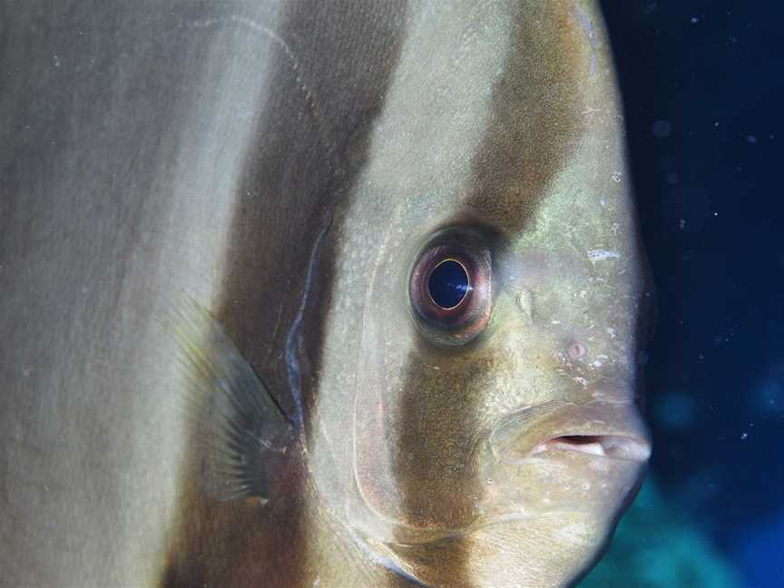 Tijou Reef Dive Site, Port Douglas, QLD