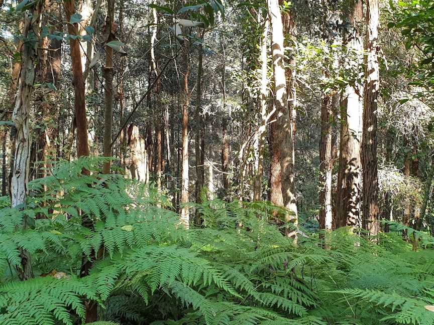 Dalrymple-Hay Nature Reserve, Pymble, NSW