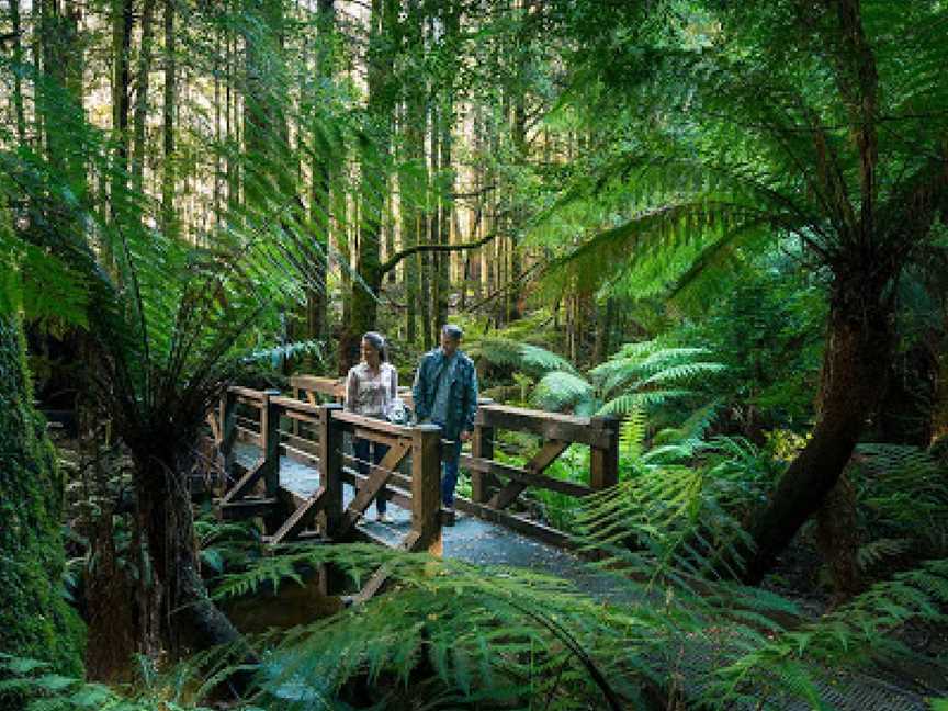 Yarra Ranges National Park, Reefton, VIC