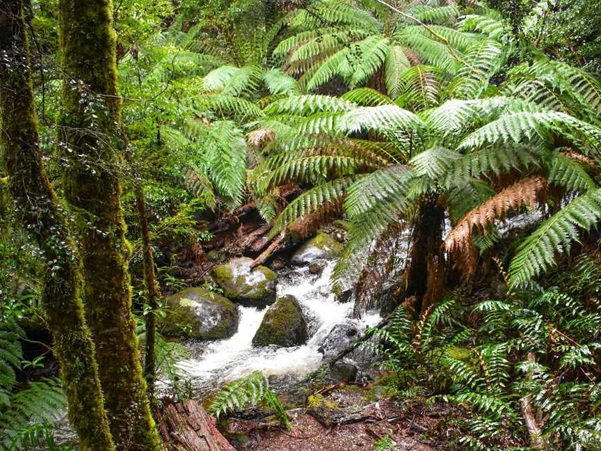 Yarra Ranges National Park, Reefton, VIC