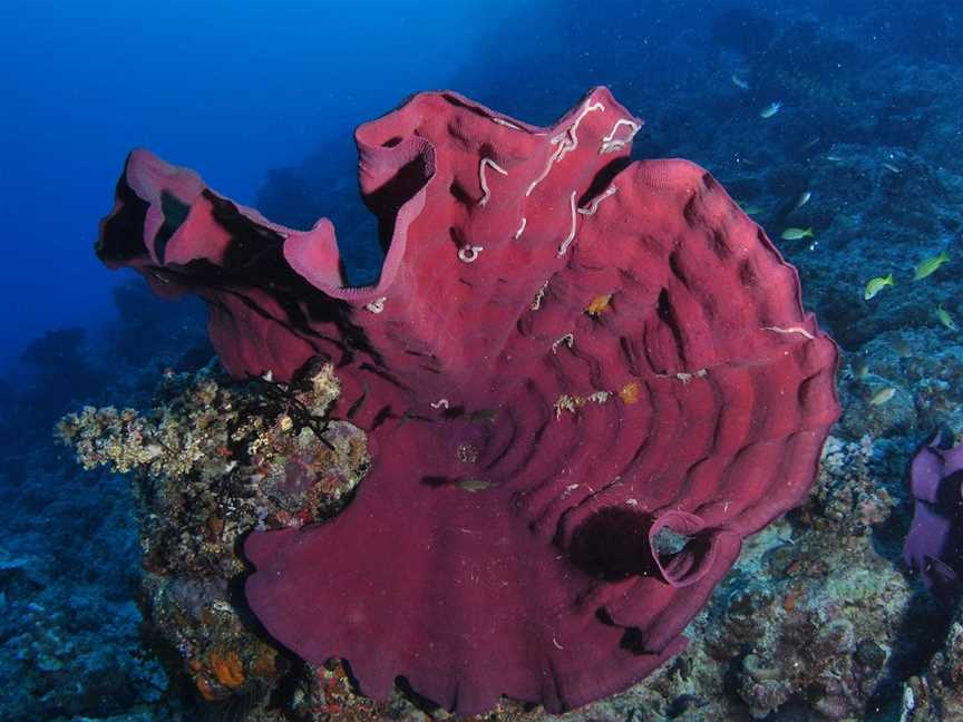 Steve's Bommie Dive Site, Cairns City, QLD