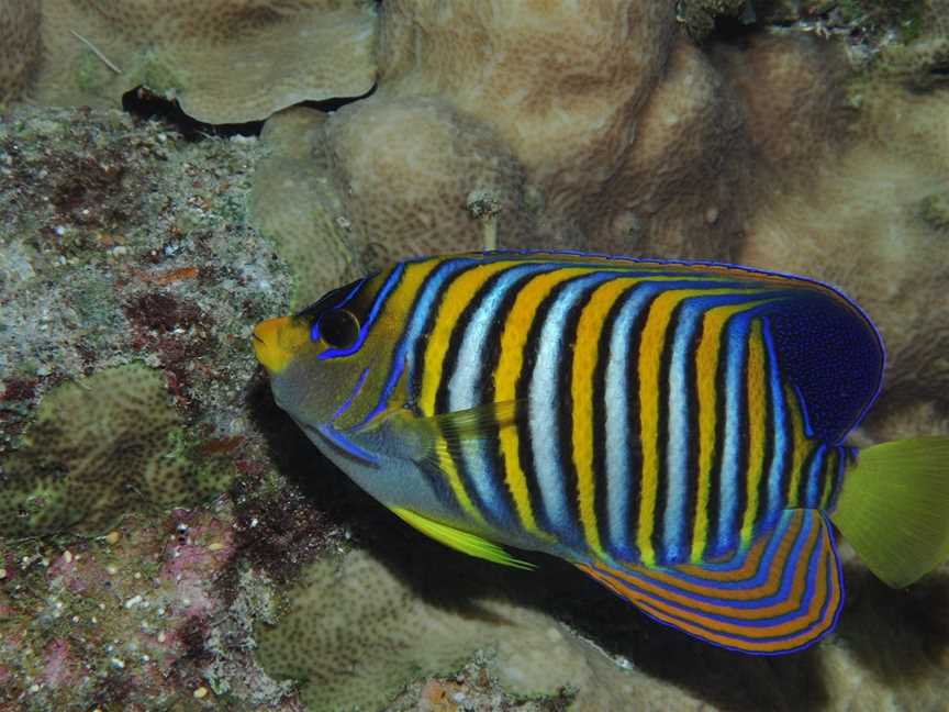 Steve's Bommie Dive Site, Cairns City, QLD