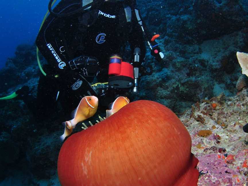 Steve's Bommie Dive Site, Cairns City, QLD